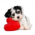 Dog with Heart